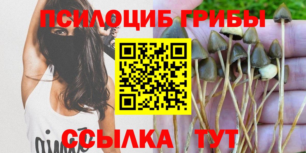 Анжеро-Судженск  Галлюциногенные грибы Cubensis  Вход с VPN 